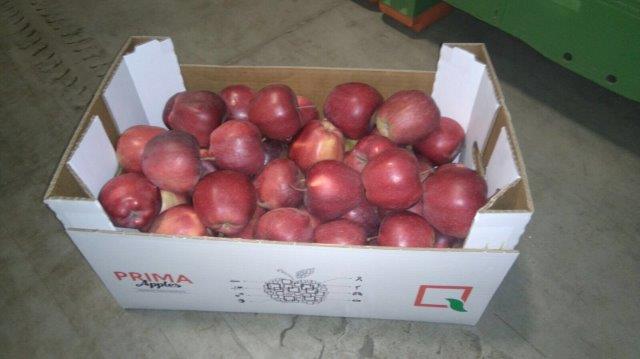 Prima 2000 Äpfel, Birnen, Pflaumen, Fruchtexport, Gemüse 15