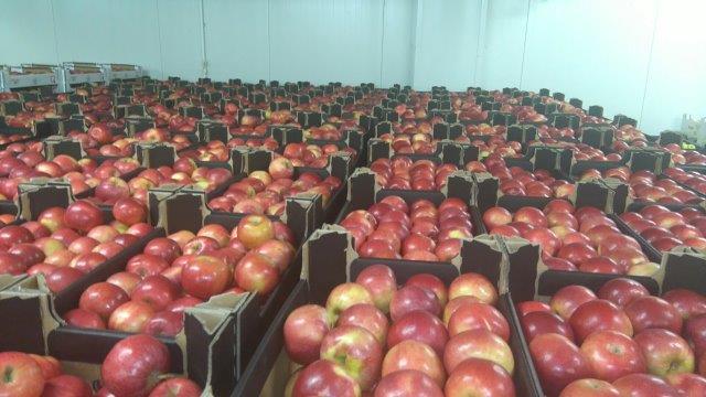Prima 2000 Äpfel, Birnen, Pflaumen, Fruchtexport, Gemüse 10