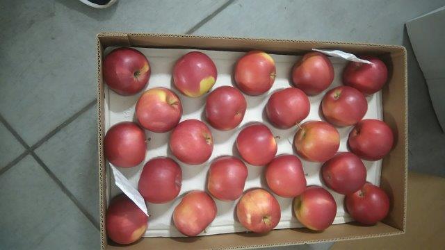 Prima 2000 Äpfel, Birnen, Pflaumen, Fruchtexport, Gemüse 11