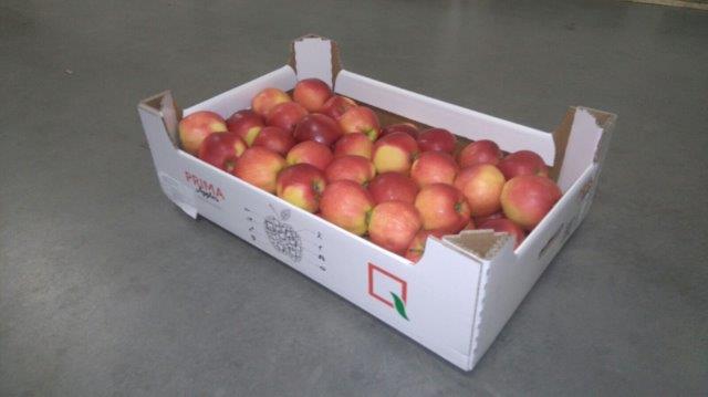 Prima 2000 Äpfel, Birnen, Pflaumen, Fruchtexport, Gemüse 08