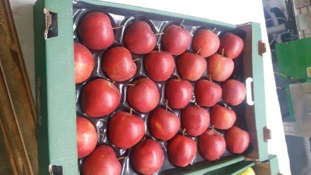 Prima 2000 Äpfel, Birnen, Pflaumen, Fruchtexport, Gemüse 03